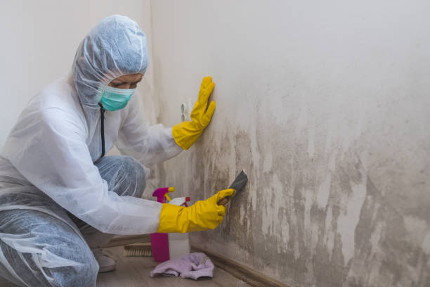 Best Affordable Mold Removal  in Dent, OH