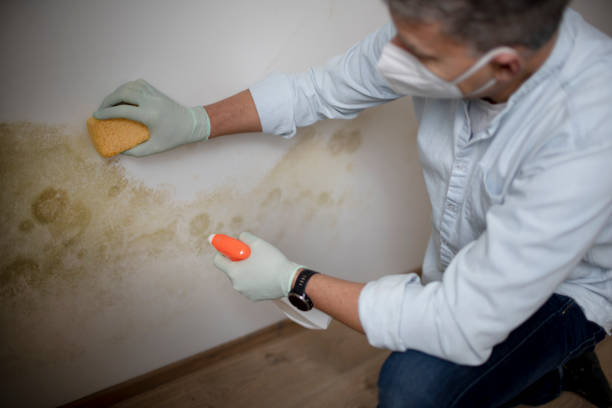 Professional Mold Removal in Dent, OH