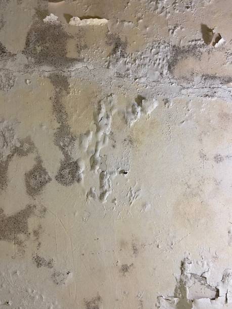 Best Attic Mold Removal  in Dent, OH